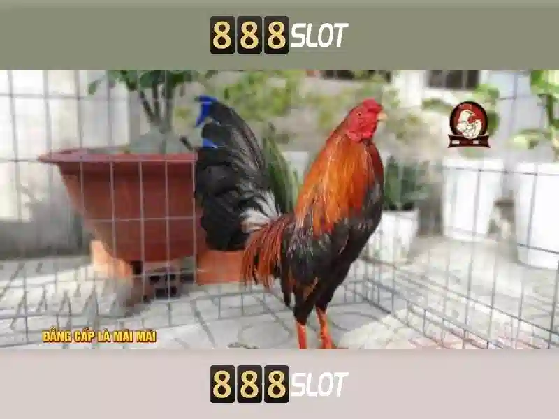 Nền Tảng Xổ Số Trực Tuyến Đỉnh Cao Với Barca 888slot